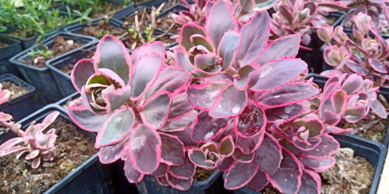 Sedum SunSparkler® 'Dream Dazzler'